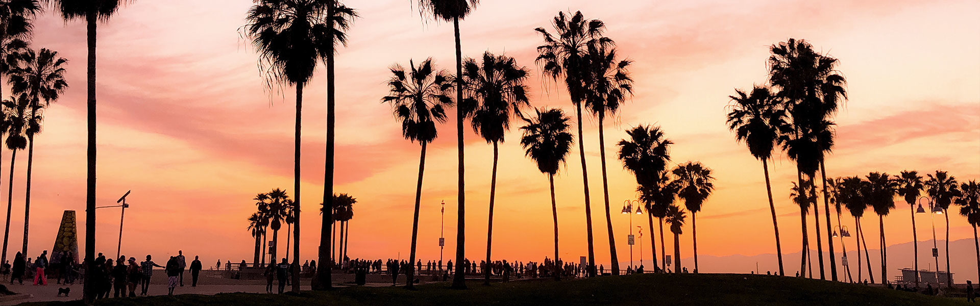 venice beach palm trees