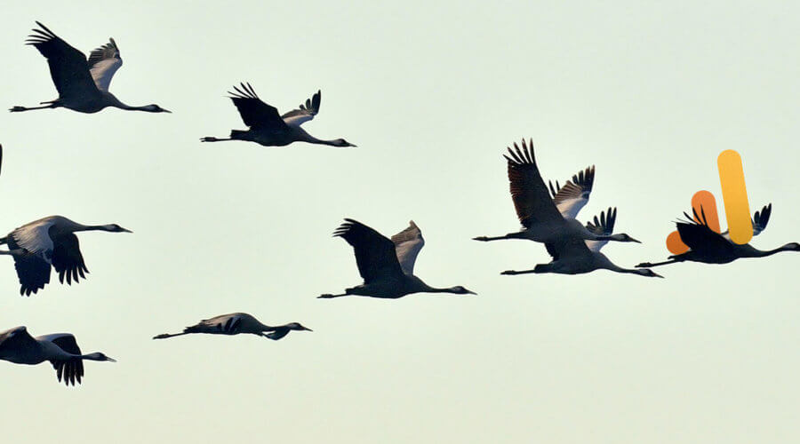 a flock of migrating geese, symbolic of a google analytics 4 migration