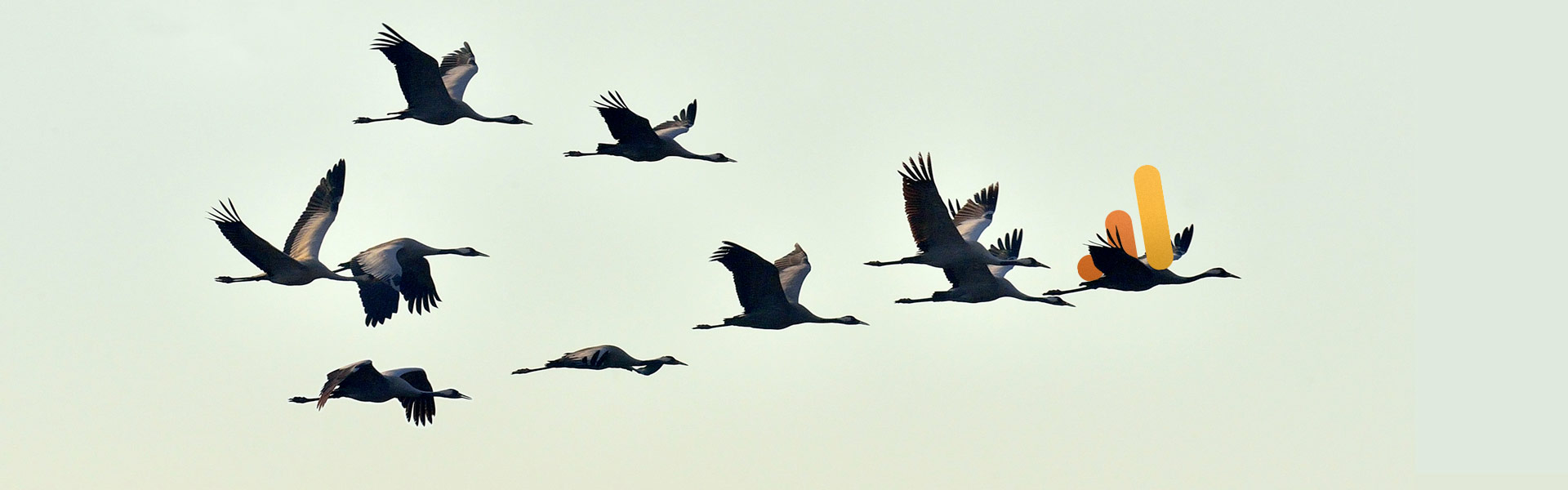 a flock of migrating geese, symbolic of a google analytics 4 migration