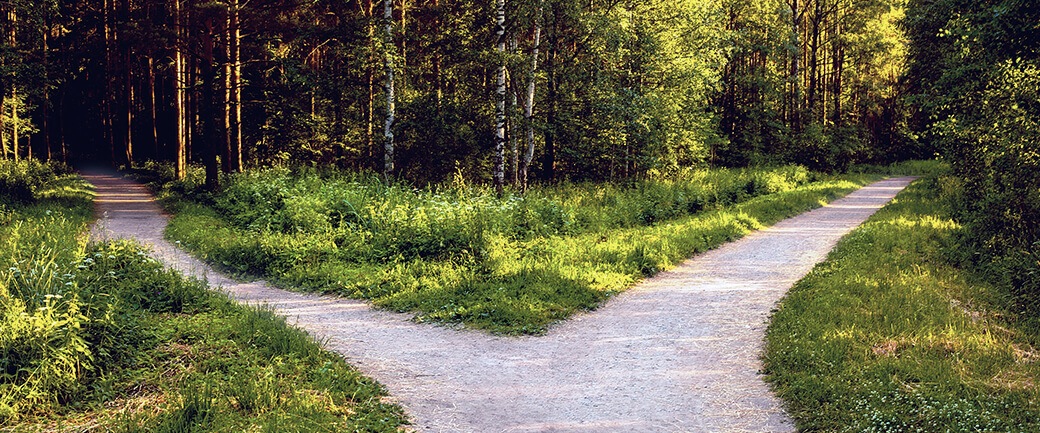 a forest road forks from one path into two