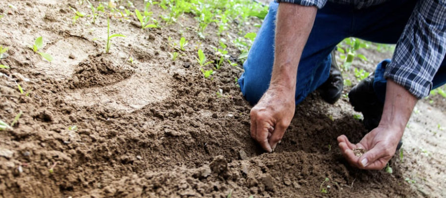 farmer planting seeds