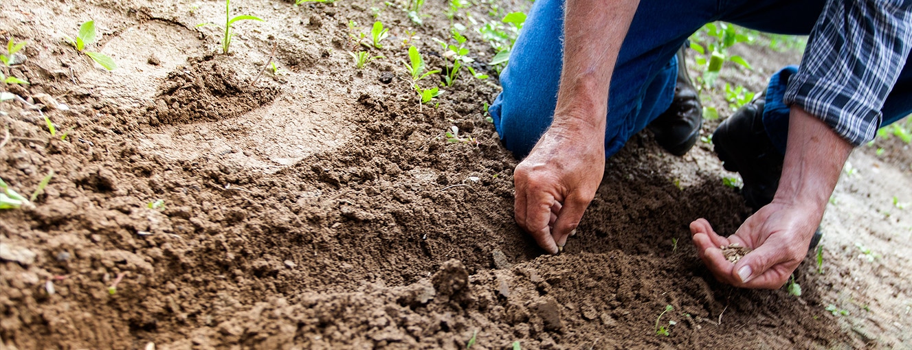 farmer planting seeds